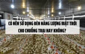 Có nên sử dụng đèn năng lượng mặt trời cho chuồng trại hay không?