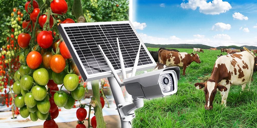 camera giám sát nông trại
